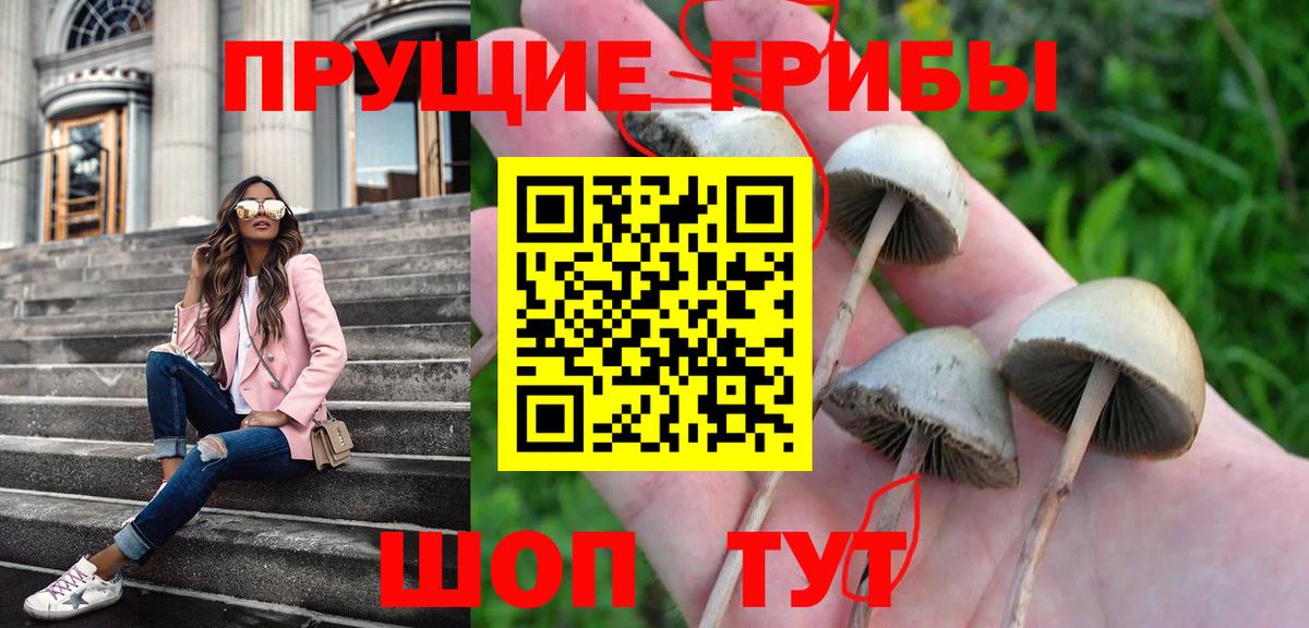 Волжск  Галлюциногенные грибы Psilocybine cubensis  Вход с VPN 
